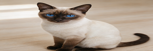 暹罗猫标题.png